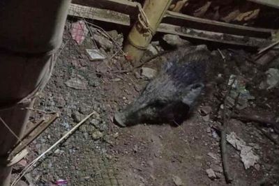 Fakta Babi Ngepet di Depok yang Gegerkan Warga, Dipenggal karena Menyusut