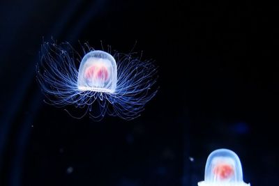 Fakta Unik Turritopsis Nutricula, Ubur-ubur Laut yang Tak Bisa Mati Secara Biologis