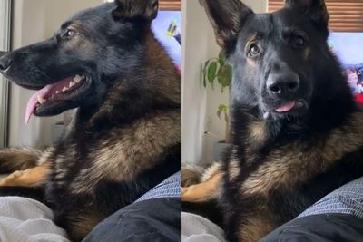 Viral Reaksi Lucu Mantan Anjing Pelacak saat Mendengar Kata Kokain Bikin Netizen Gemas