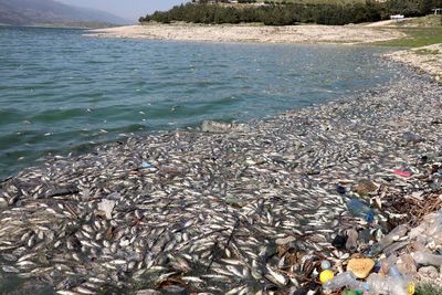 Air Danau Tercemar, Sekitar 40 Ton Ikan Terdampar di Tepi Danau Lebanon