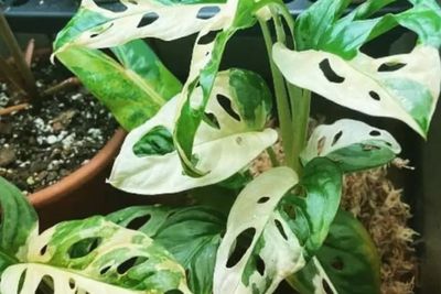 Hanya dalam Waktu 30 Menit, Tanaman Monstera Adansonii Ini Terjual dengan Harga Rp 31 Juta