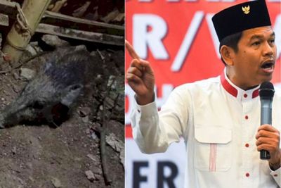 Dedi Mulyadi Akui kalau Sekarang adalah Era Babi Ngepet , Ini Maksudnya