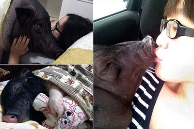 Bukan Babi Ngepet, Wanita Ini Pelihara Babi Beneran, Sering Tidur Bareng di Ranjang