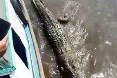 Sempat jadi Ancaman Bagi Warga, Buaya Muara Mati dan Hanyut di Pinggir Sungai Mentaya