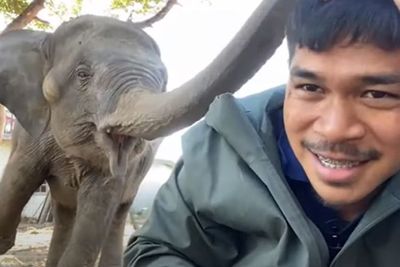 Lucu, Anak Gajah Ini Tampar Kepala Seorang Pria dengan Belalainya Supaya Dikasih Makan
