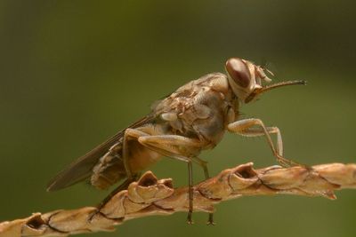 Lalat Tsetse, Hewan Penyebab Penyakit Tidur di Afrika