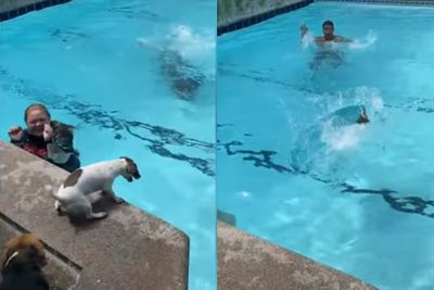 Momen Saat Anjing Menyelamatkan Pemiliknya yang Berpura-pura Tenggelam Di Kolam Renang