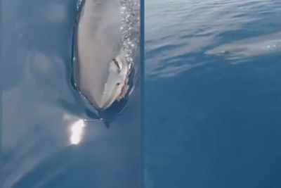 Ngeri! Video Saat Pria yang Sedang Mancing Di Laut Tiba-tiba Didekati dan Ditabrak Hiu