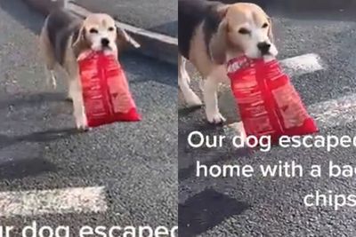 Anjing Ini Kabur dari Rumah, Kembali dengan Bawa Makan Malam Keripik Beku, Bikin Gemas