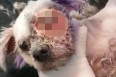 Kasihan, Anjing Ini Diikat dan Dikunci di Gudang Sampai Matanya Dipenuhi Belatung