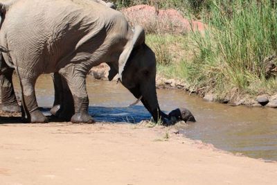 Momen Menyentuh Seekor Gajah Menyelamatkan Anaknya yang Terjatuh ke Sungai