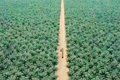 The Garden of Al Rajhi, Kebun Kurma Terbesar di Dunia Seluas 5000 Hektar