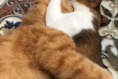 Viral Kucing Gancet di Siang Hari Bolong saat Puasa, Tak Mau Lepas, Bikin Jomblo Iri