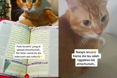 Kucing Oranye yang Viral karena Menangis Ini Terakhir Menemani Pemilik saat Tadarusan