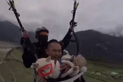 Video Saat Anjing yang Ikut Naik Paralayang dengan Majikannya, Bikin Netizen Gemas