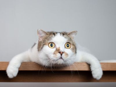 Makna di Balik Kucing Liar yang Datang ke Rumah: Pertanda atau Kebetulan?