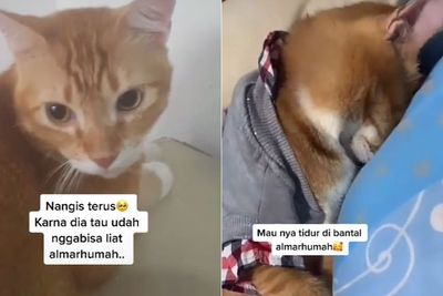 Majikannya Meninggal, Kucing Oren Ini Tak Bisa Menahan Tangis