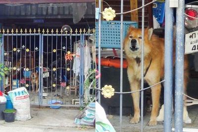 Kisah Setia Anjing Menanti Pemiliknya yang Meninggal karena Corona