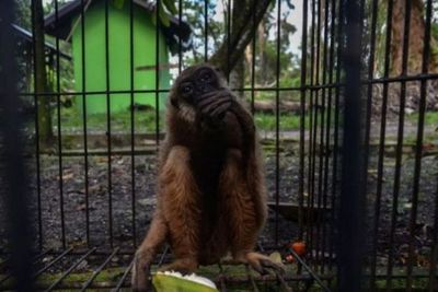 Owa Ungko Ini Akhirnya Dilepasliarkan ke Alam Setelah 6 Tahun Dipelihara
