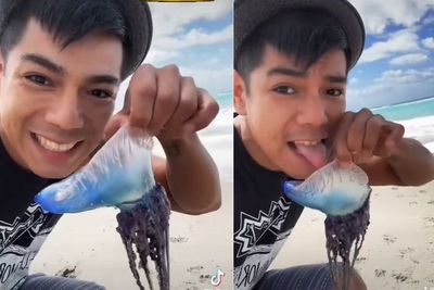 Pria Ini Menjilat Hewan Laut Berlendir , Padahal Itu Ubur-ubur yang Matikan