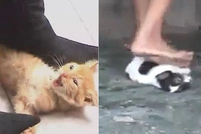 Anak Anjing, Kucing dan Kelinci Disiksa Sampai Mati untuk Kesenangan