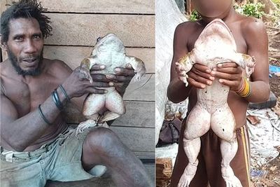 Katak Sebesar Bayi Manusia dengan Berat Hampir 1 Kg Ditemukan di Kepulauan Solomon