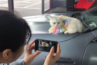 Wow! Kucing Ini Punya Penghasilan Fantastis karena Jadi Model, Setara 5 Kali UMR Jakarta