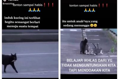 Terlihat Seram, Kucing Hitam Ini Justru Sayang Anak-anaknya: Ajarkan Arti Ikhlas!