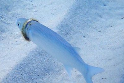 Berenang di Pulau Australia, Pria Ini Lihat Ikan Terlilit Cincin Emas