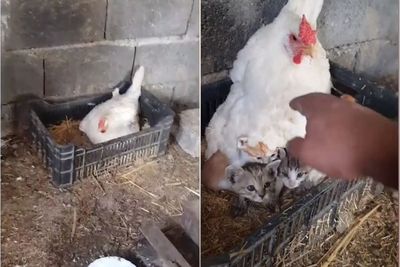 Momen Seekor Induk Ayam yang Merawat Tiga Anak Kucing Di Balik tubuhnya, Bikin Gemas