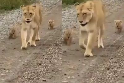 Video Anak Singa yang Menggemaskan Mengikuti Ibunya dengan Membawa Pesan Penting