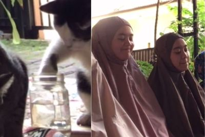 Ulah Kocak Kucing Saat Idul Fitri, Bikin Pemilik yang Sedang Salat Harus Tahan Tawa