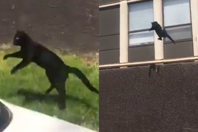 Gedung Terbakar, Video Kucing Melompat dari Lantai 5 & Mendarat dengan Aman Bikin Heran
