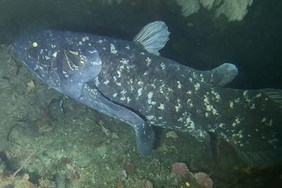 Ikan Purba yang Lebih Tua dari Dinosaurus Ditemukan Hidup di Madagaskar