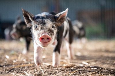 Babi Disebutkan Bisa Bernapas Dari Dubur, Apakah Manusia Bisa Melakukannya Juga?
