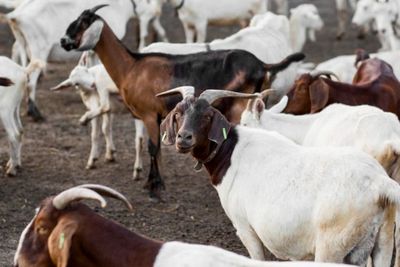 Mengapa Kambing dan Domba Punya Bau Khas yang Kurang Sedap?