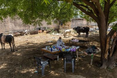 Warga India Percaya Pohon Beri Oksigen Tambahan, Pasien COVID-19 Dirawat di Bawah Pohon