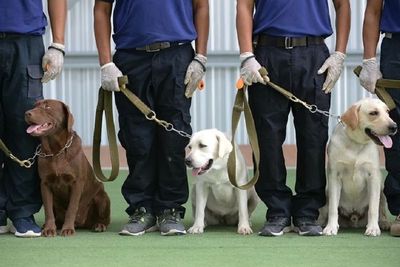 Pemerintah Thailand Melatih Anjing untuk Melacak Pasien Covid-19 di Perbatasan Negara