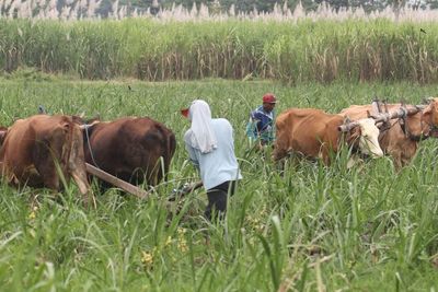 FOTO: Bajak Sawah Menggunakan Tenaga Sapi