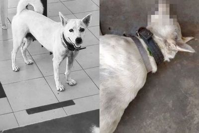 Anjing yang Pernah Viral Kembali ke Rumah dengan Keadaan Tewas Setelah Ditembak Petugas