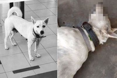 Anjing yang Viral karena Kesopanannya Meninggal Setelah Ditembak dengan Obat Penenang