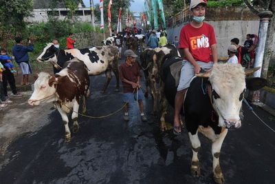 FOTO: Tradisi Lebaran Sapi di Kaki Gunung Merapi