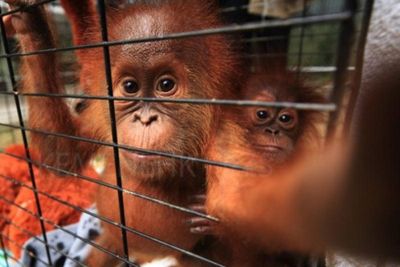 Jambi Terima Sepasang Orang Utan Sumatera dari BKSDA Lampung Korban Penyeludupan