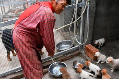 Tega! Ratusan Mistery Box Berisi Anak Anjing dan Kucing Dijual, Banyak yang Mati
