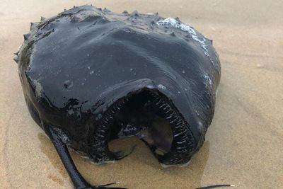 Hewan yang Biasa Hidup di Kedalaman Ratusan Meter Ini Terdampar ke Tepi Pantai, Kok Bisa?