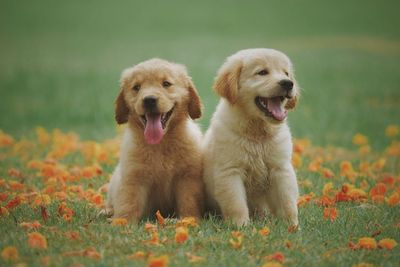 Apa Arti Mimpi Memelihara Anjing? Ini Penjelasan Psikologi dan Tradisi Spiritual