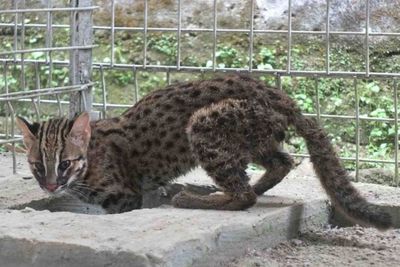 Masuk ke Halaman Rumah, Wakil Ketua DPRD Jember Serahkan Anak Kucing Hutan ke BKSDA