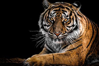 Harimau India Ini Berhasil Ditemukan Kepolisian Setelah Berkeliaran Sepekan di Kota