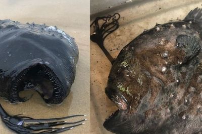 Ikan Anglerfish DItemukan Usai Terdampar di Pantai California