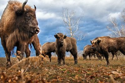 Taman Nasional Yellowstone Sempat Alami Kemacetan, Karena Ulah Bayi Bison Ini